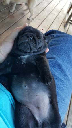 Pug puppies for rehoming