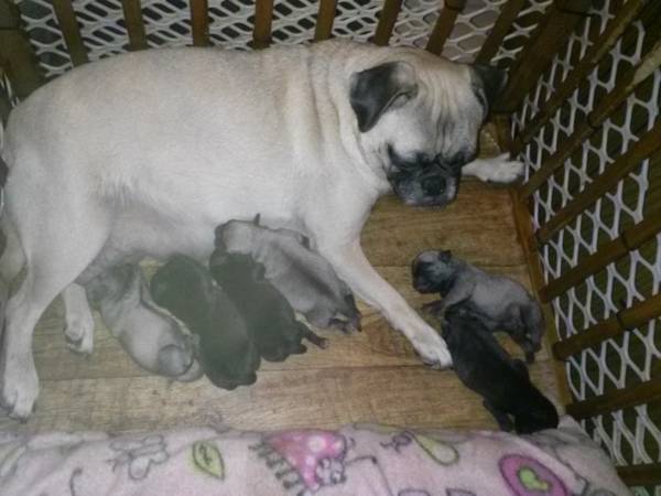 Pug Puppies (ft worth)