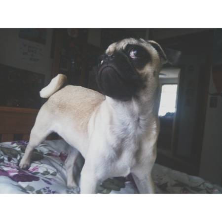 Pug Still Missing (Forum)