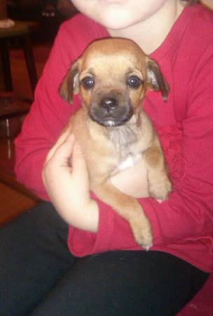 PugChihuahua puppies (stilwell)