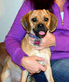 Puggle to be rehomed