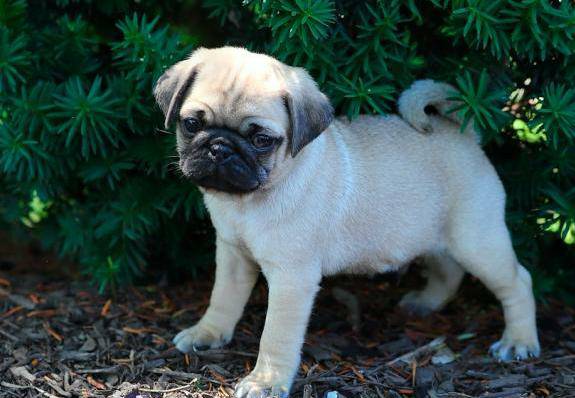 Pugs ,outstanding family pets and affectionate companions