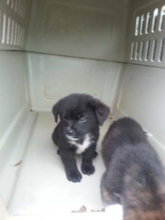 Puppies 50 Rehoming Fee (Jackson)