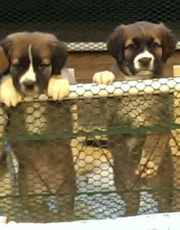 Puppies (Cheyenne)