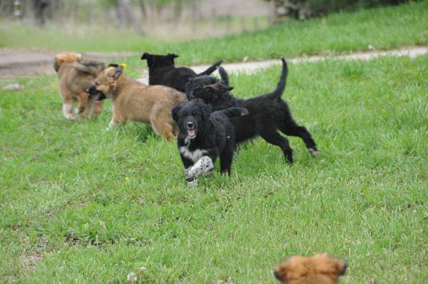 Puppies for Adoption (Nelson, NE)