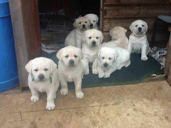 Puppies for Sale