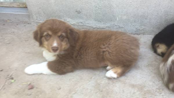 Puppies  needing a new family (Torrington, WY)