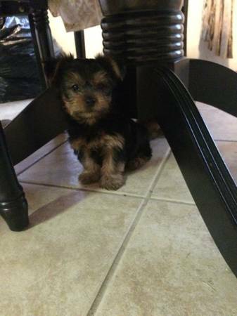 Puppies the perfect little Yorkie puppy