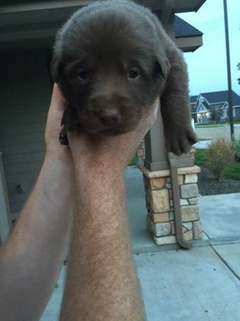 Puppies (Yelm highway)