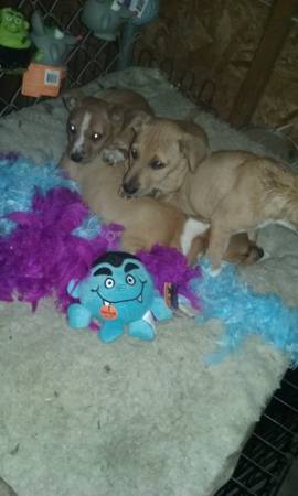 PuppiesJack Russel Border Collie Mixes (lake Manawa area)