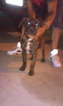 Puppy (downriver)