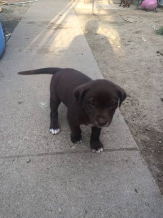 Puppy for rehome (West omaha)