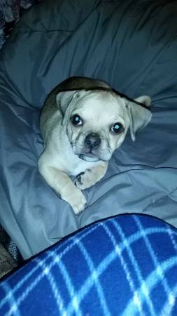 Puppy in need of a good home (Blue ash)