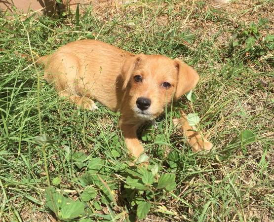 Puppy Looking For A Home (Pearl City)