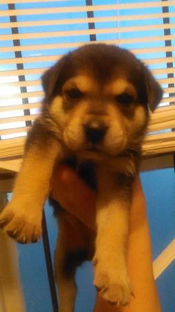 Puppy looking for new home (SW Detroit)