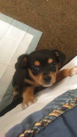 puppy mixed terrier (cleveland)