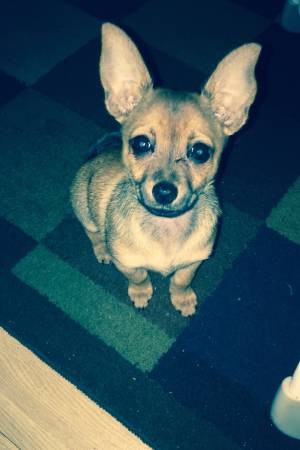 puppy (providence)