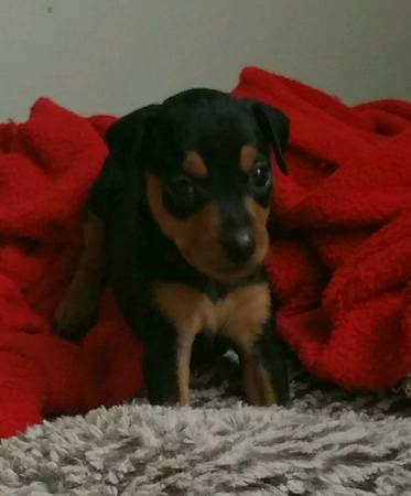 puppy pups dogs (shaker heights)