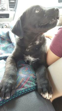 puppy to good home (biloxi)