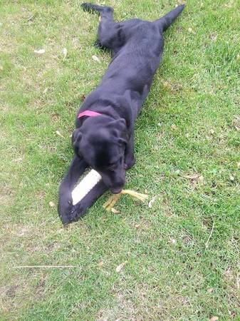 pure bred black lab (Worthing)