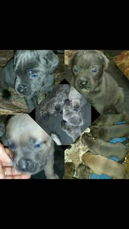 Pure Bred Cane Corso Puppies (Grosse Pointe Woods)