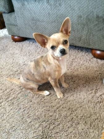 Pure Bred Female Merle Chihuahua