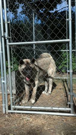 Pure Bred Male Akita (Weiser)