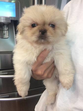 Pure bred pekingese puppies