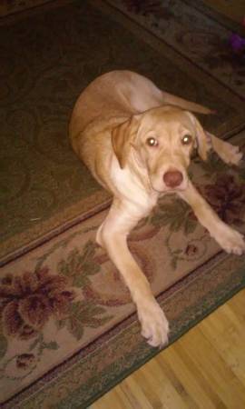 pure breed 4mos old yellow Labrador. female pup (right over bridge)
