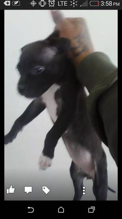 pure breed female pit puppy looking for a good home