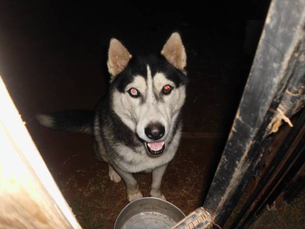 PURE BREED MALE HUSKY 2YRS OLD (NEWCASTLE)