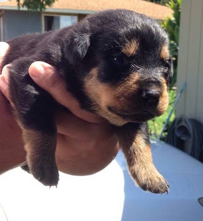 PURE BREED ROTTWEILER PUPPIES (Maui)