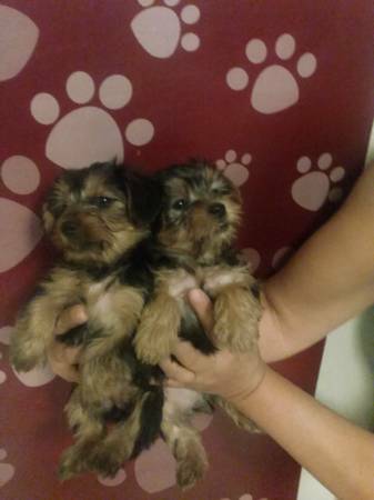 Pure Breed Yorkies puppies adorable