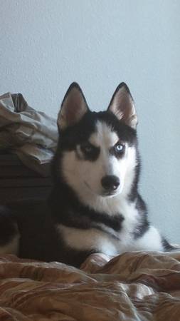 Pure husky to a good home 500 rehome. (Cheyenne)