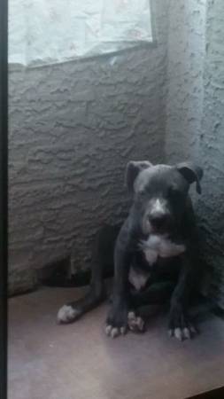 Pure Male Bluenose PitBull Puppy (200)