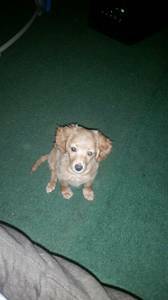 purebread LongHaired Female Dachshund Puppy (lawrence nebraska)