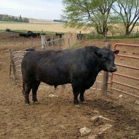 Purebred Black Angus 2yr old virgin bulls