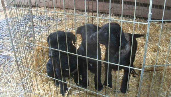 purebred black lab pups (carpenter)