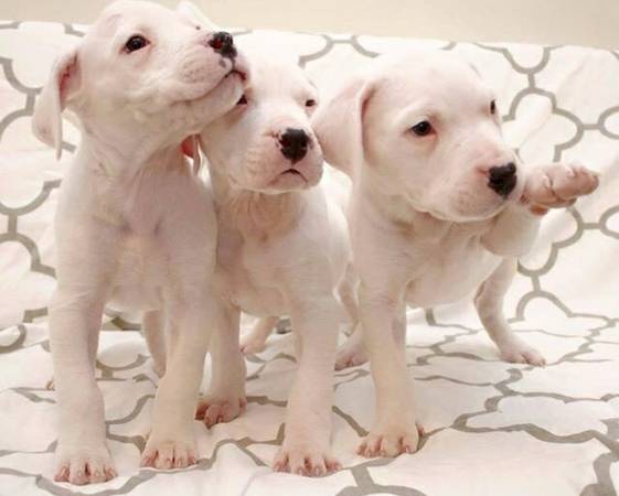 Purebred Dogo Argentino puppies