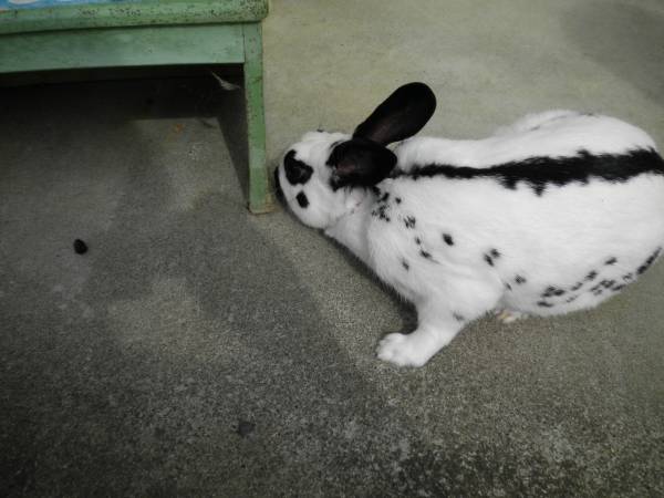 Purebred English Spot Rabbit (Rhinebeck)