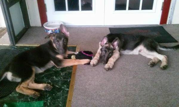 purebred german shepard puppies (daytona)