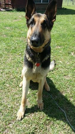 Purebred German shepherd (Lucedale)