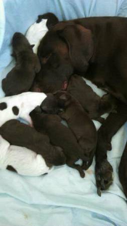 PUREBRED GERMAN SHORTHAIRED POINTER PUPS