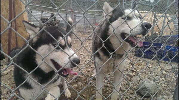 Purebred Husky Puppies 600 FIRM (Hollywood, north Hollywood, Burbank, Pal)