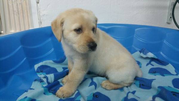 purebred Labrador puppies (redland  homestead)