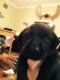 Purebred Labs For Sale (Wasilla)