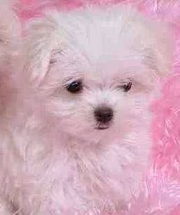 purebred Male Maltese. 900.00 (X)