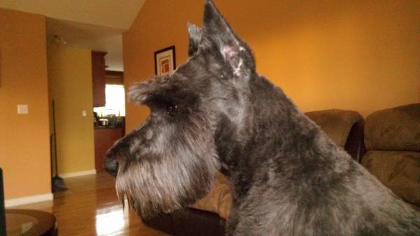 PUREBRED MINI SCHNAUZER (Goshen, NY)