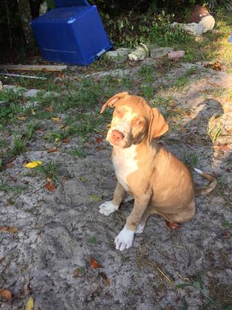 Puupy catahoula cur mix (Debary)