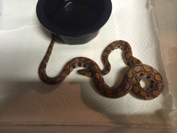 Python sale (getting out of hobby) (Lawrenceville)